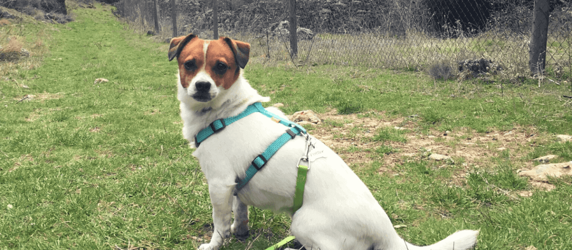 perro campo montaña