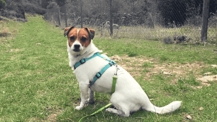 perro campo montaña