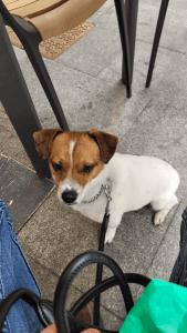 adiestrador perros perro