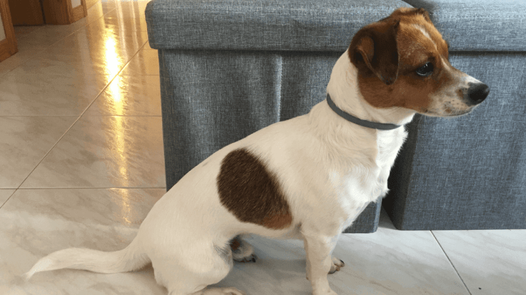 perro collar antiparasitario